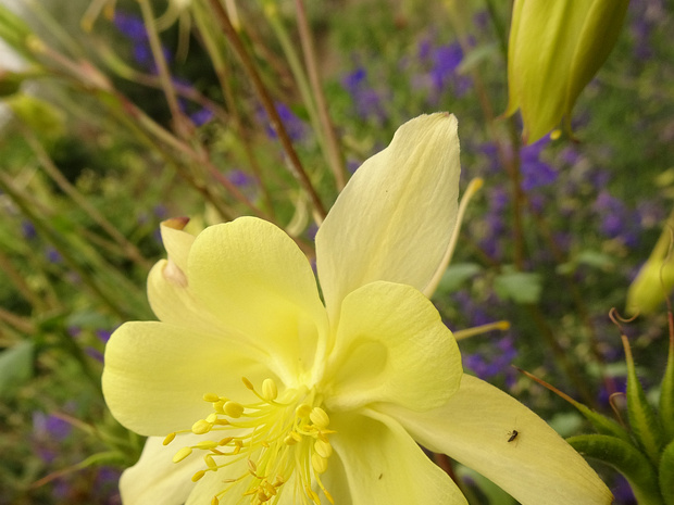Водосбор длиннейший - Aquilegia longissima