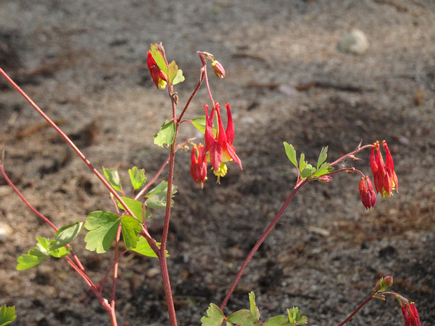 Водосбор канадский - Aquilegia canadensis