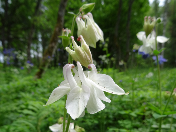 Водосбор обыкновенный белая форма - Aquilegia vulgaris f. alba