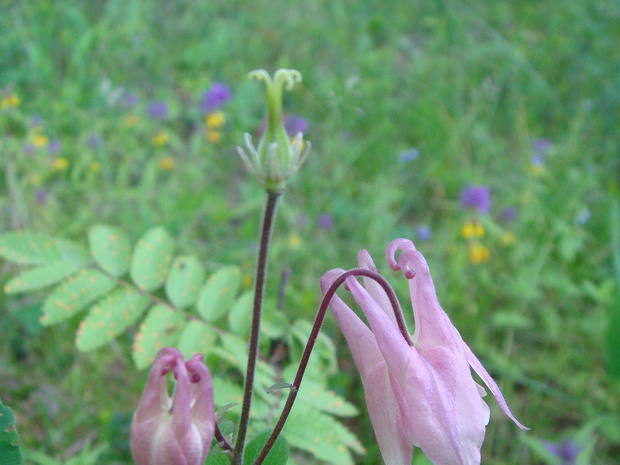 Водосбор обыкновенный розовая форма - Aquilegia vulgaris f.rosea