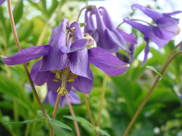 Водосбор обыкновенный - Aquilegia vulgaris