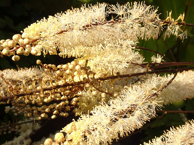 Воронец кистевидный - Actaea racemosa