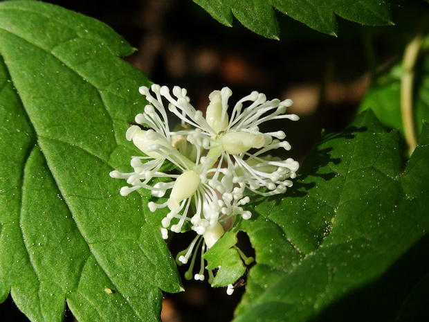 Воронец колосистый - Actaea spicata
