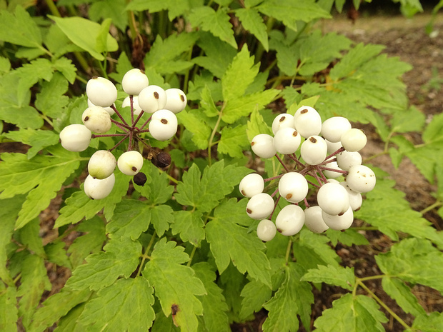 Воронец красный незамеченная форма - Actaea rubra f. neglecta