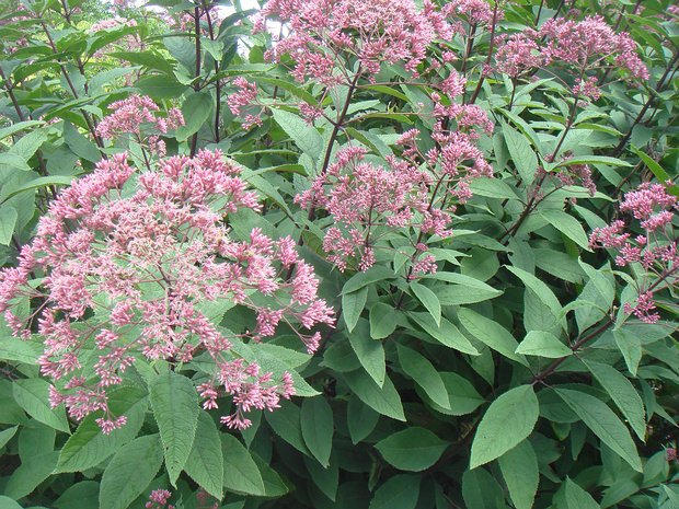 Воронец красный подвид. острый - Actaea rubra subsp. arguta