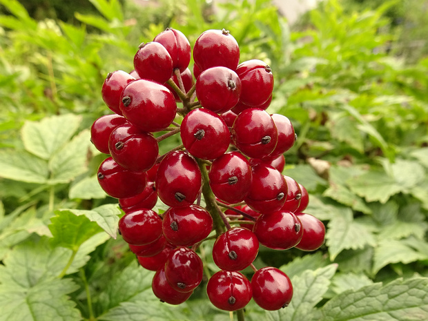 Воронец красный - Actaea rubra