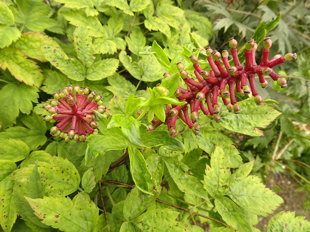Воронец толстоножковый красноплодная форма - Actaea pachypoda f. rubrocarpa