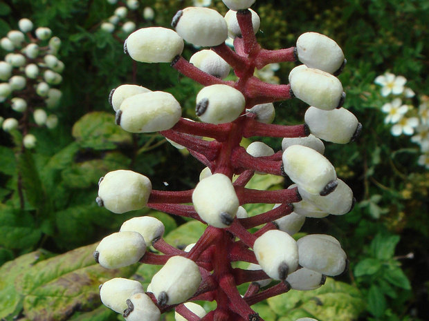Воронец толстоножковый - Actaea pachypoda
