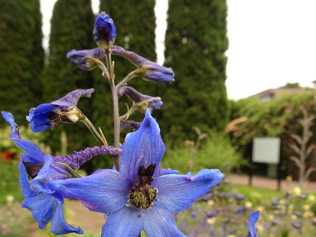 Живокость Маака - Delphinium maackianum