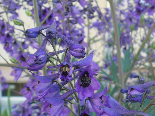 Живокость высокая - Delphinium elatum