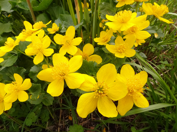 Калужница болотная - Caltha palustris