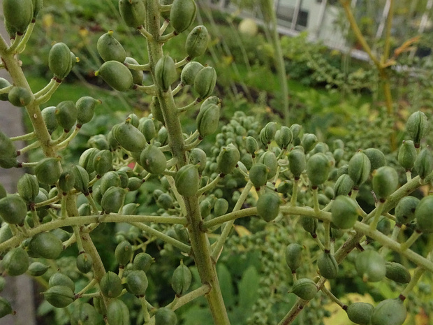 Клопогон кистевидный - Actaea racemosa