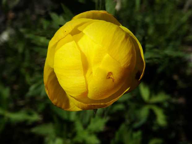 Купальница европейская - Trollius europaeus