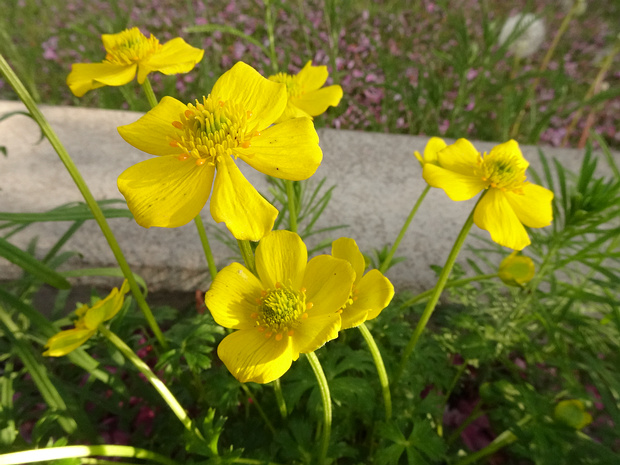 Купальница карликовая - Trollius pumilus