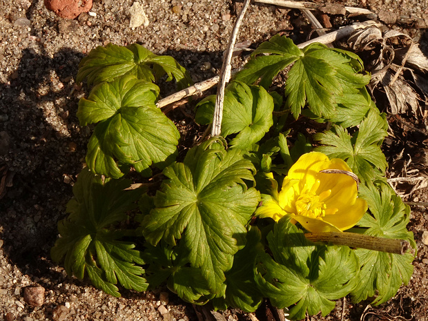 Купальница лютиковая - Trollius ranunculinus