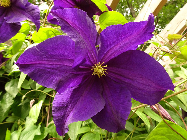 Ломонос 'Фиалка' - Clemantis 'Viola'
