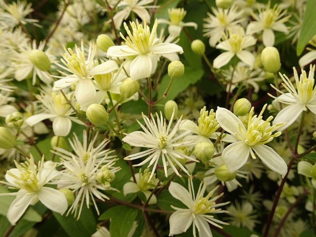 Ломонос виноградолистный - Clematis vitalba
