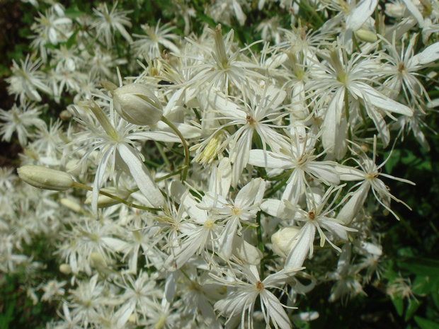 Ломонос жгучий - Clematis flammula