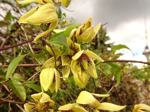 Ломонос корейский - Clematis koreana