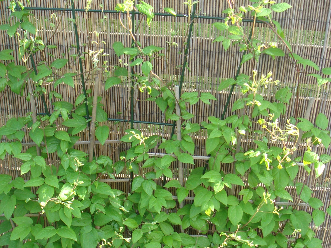 DSC07552