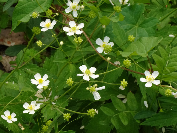 Лютик борецелистный - Ranunculus aconitifolius