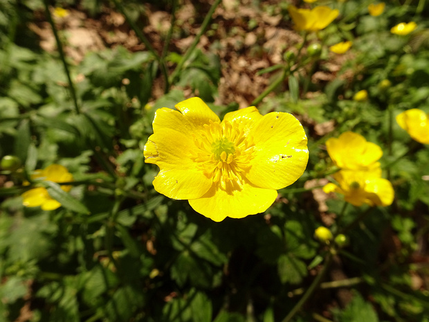 Лютик горолюбивый - Ranunculus oreophilus