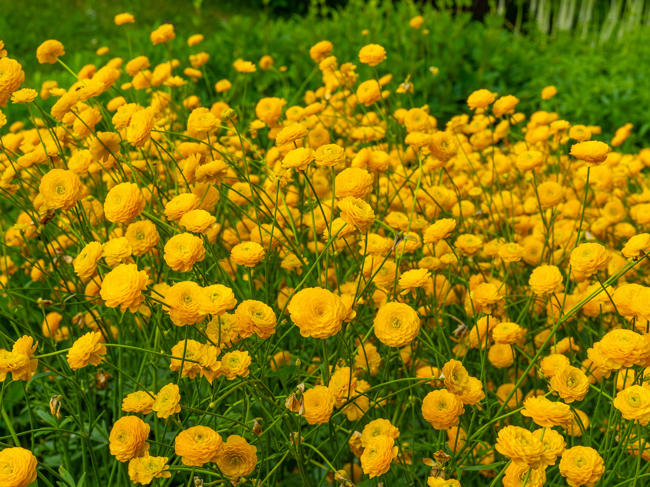 tallinn_botanical_garden_outside_alpine_plain-24