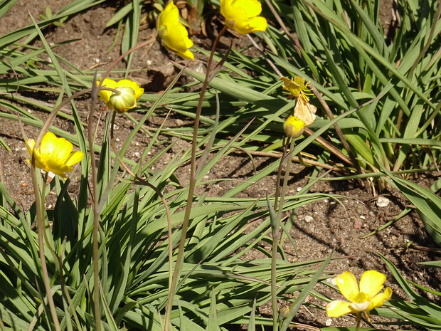 Лютик злаковидный - Ranunculus gramineus