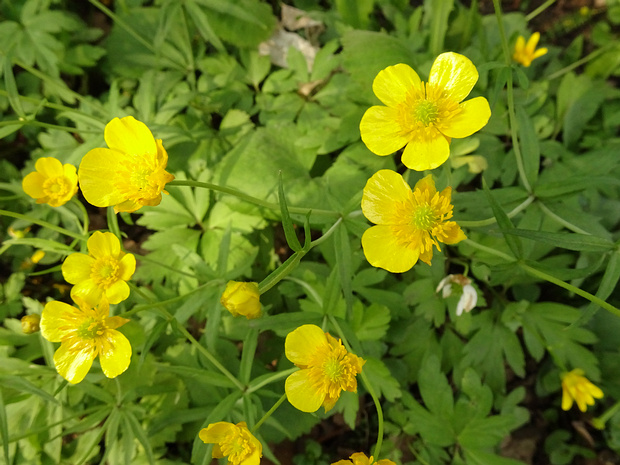 Лютик золотистый - Ranunculus auricomus