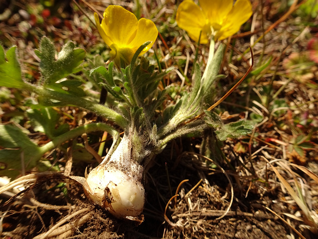 Лютик луковичный - Ranunculus bulbosus