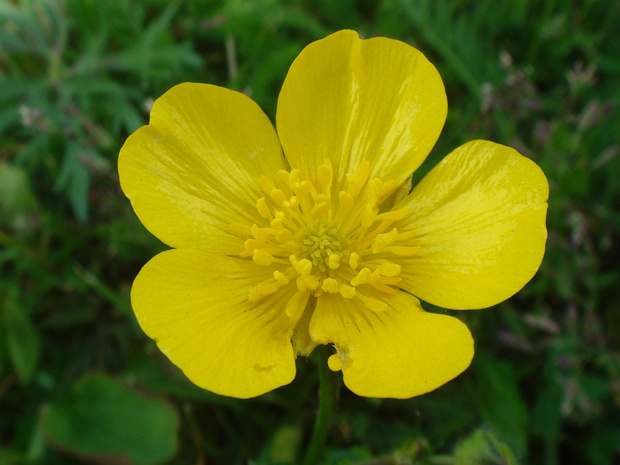 Лютик однолистный - Ranunculus monophyllus