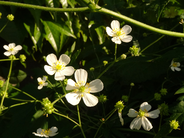 Лютик платанолистный - Ranunculus platanifolius