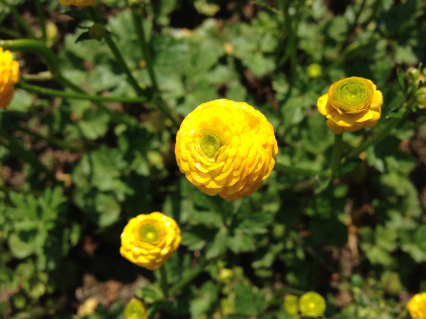 Лютик ползучий разн. полноцветный - Ranunculus repens var. pleniflorus