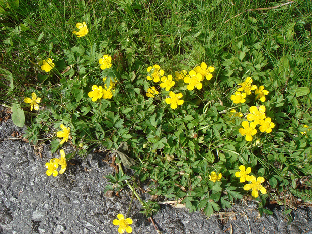 Лютик ползучий - Ranunculus repens
