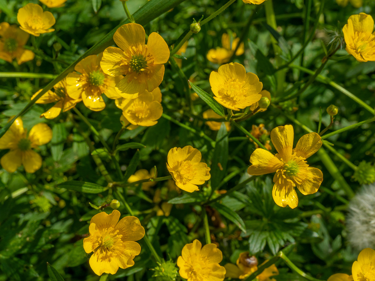 _maarjamae_loss_nearby_forest-304425