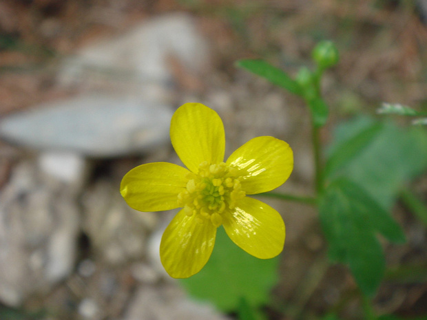 Лютик румелийский - Ranunculus rumelicus