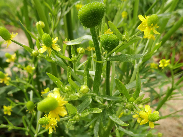Лютик ядовитый - Ranunculus sceleratus