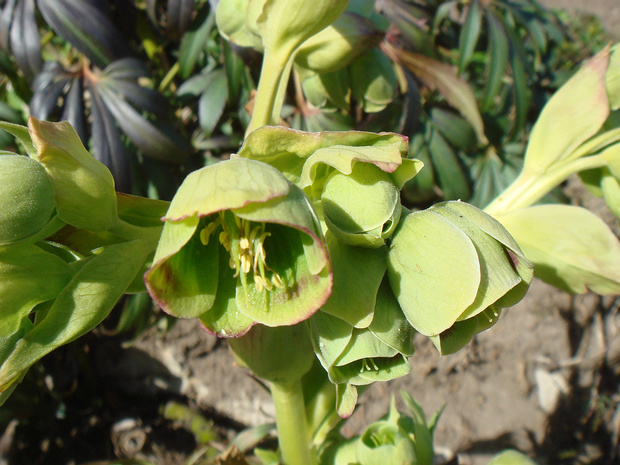 Морозник вонючий - Helleborus foetidus