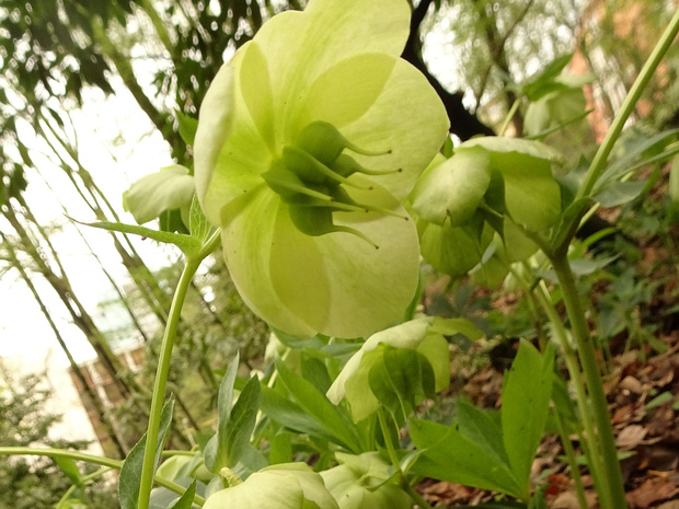 Морозник кавказский - Helleborus caucasicus