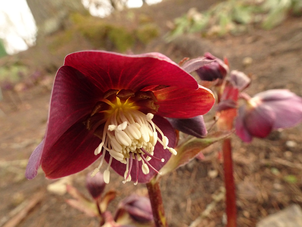 Морозник красноватый - Helleborus purpurascens
