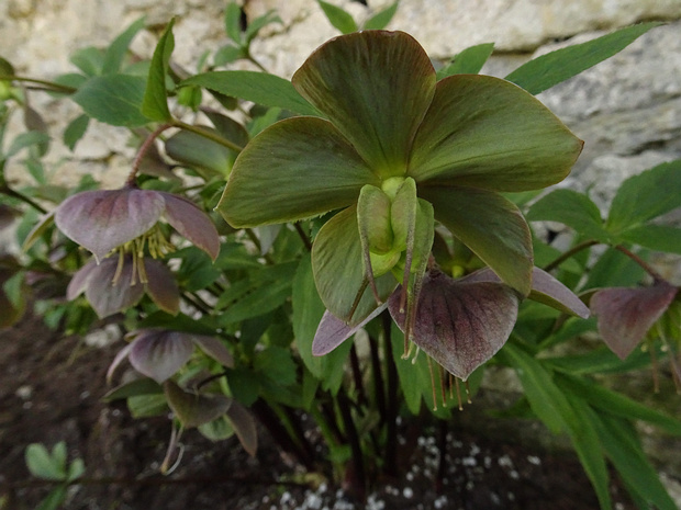 Морозник чёрный - Helleborus niger