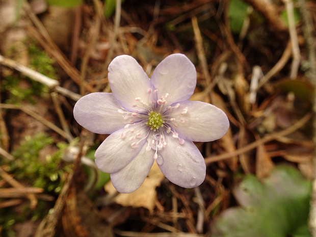 Перелеска благородная белая форма - Hepatica nobilis f. alba