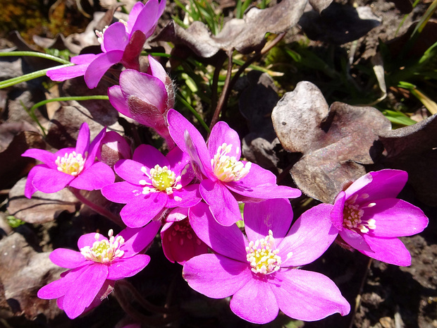 Перелеска благородная пурпурная форма - Hepatica nobilis f. purpurea