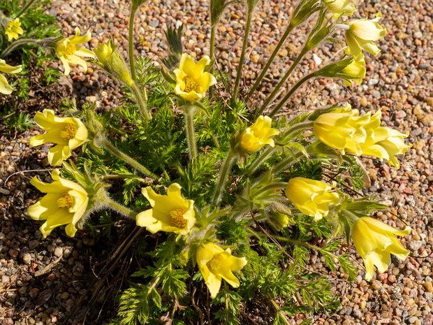Прострел албанский - Pulsatilla albana