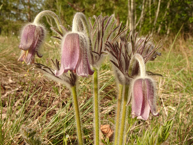 Прострел луговой - Pulsatilla pratensis