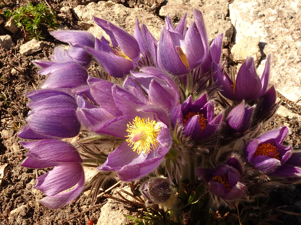 Прострел раскрытый - Pulsatilla patens
