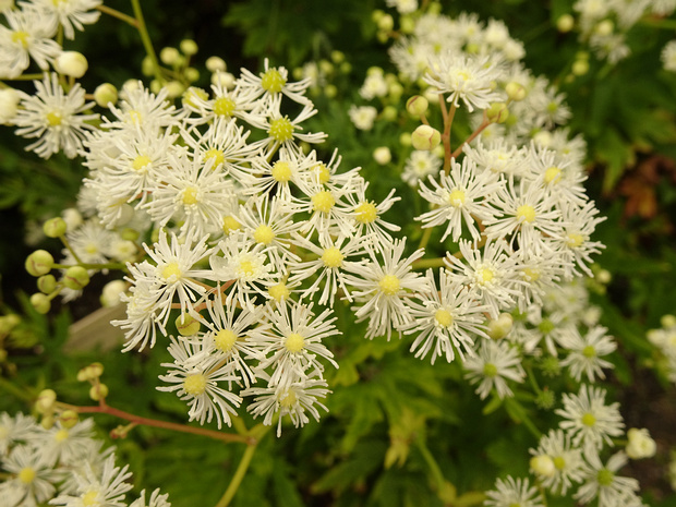 Траутфеттерия каролинская - Trautvetteria japonica