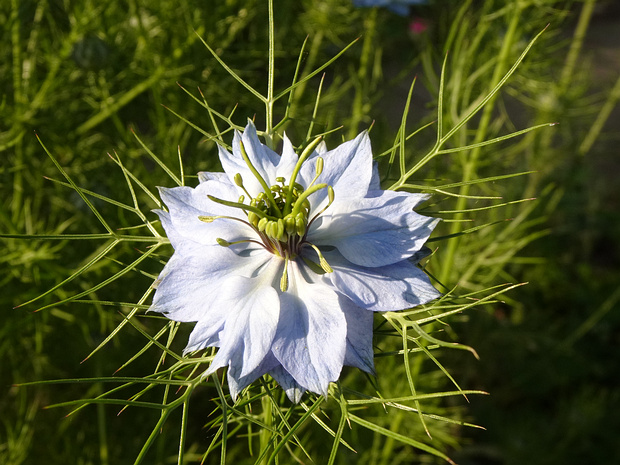 Чернушка дамасская - Nigella damascena