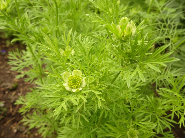Чернушка посевная - Nigella sativa