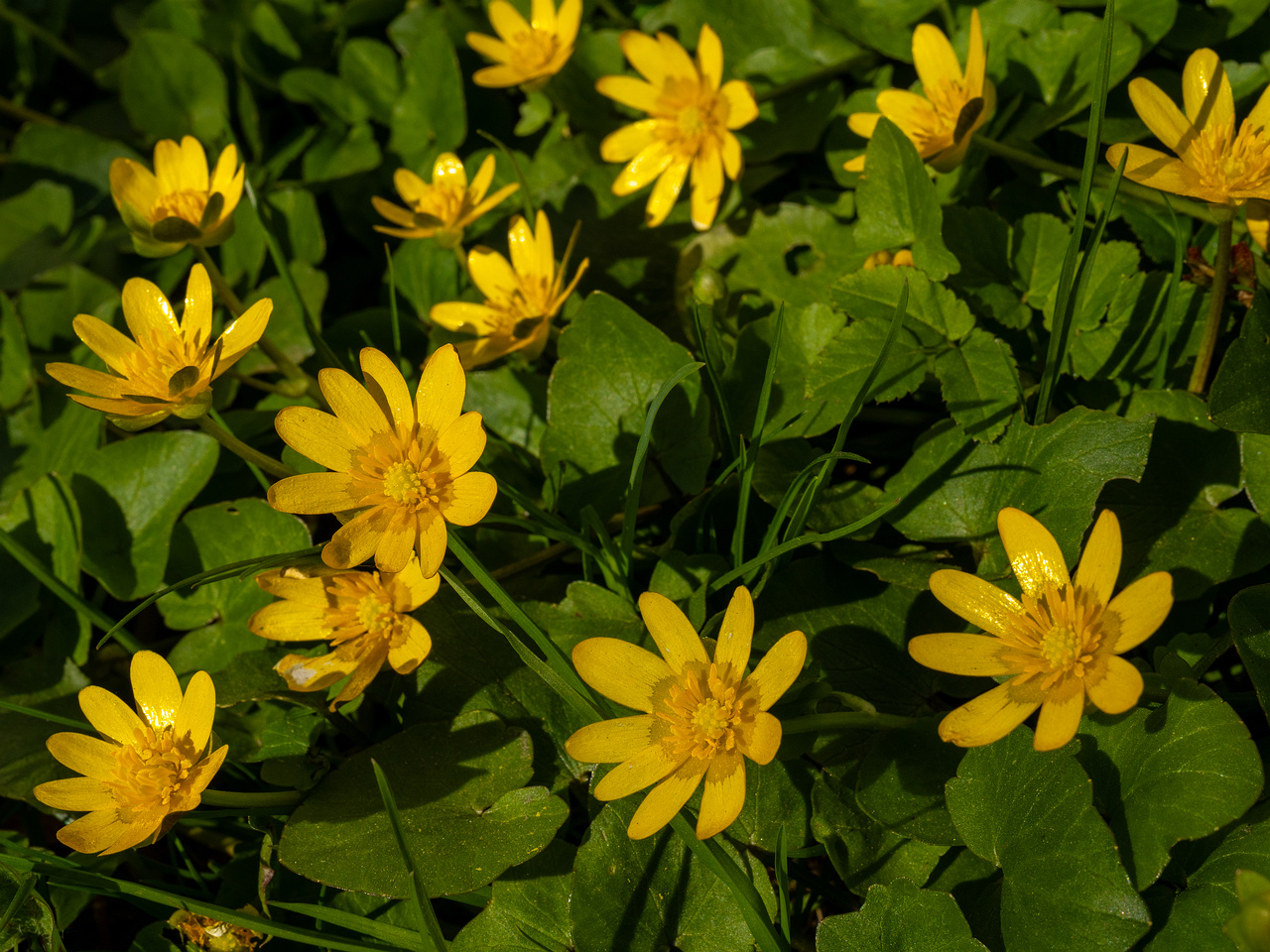 _kopli_tramm_stop_1-20